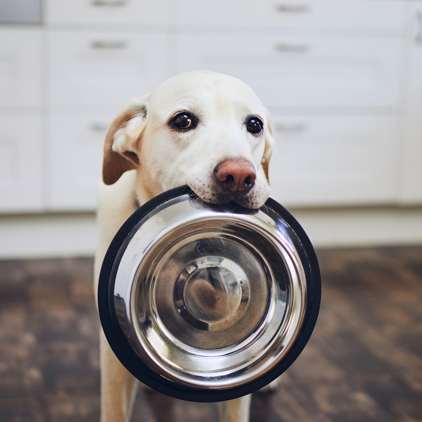 Stainless Steel Pet Food Bowl